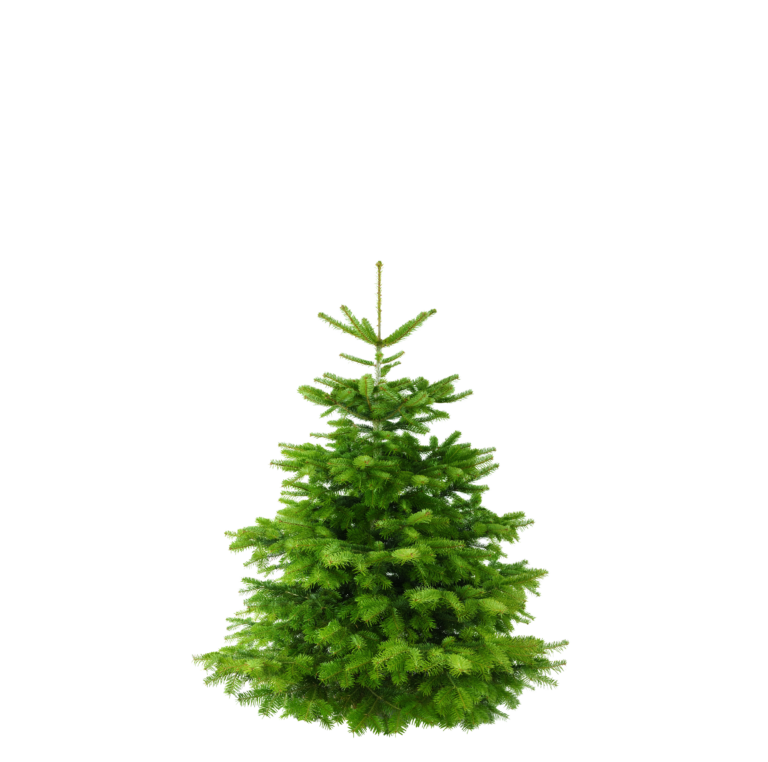 Meine Tanne - Weihnachtsbaum online kaufen