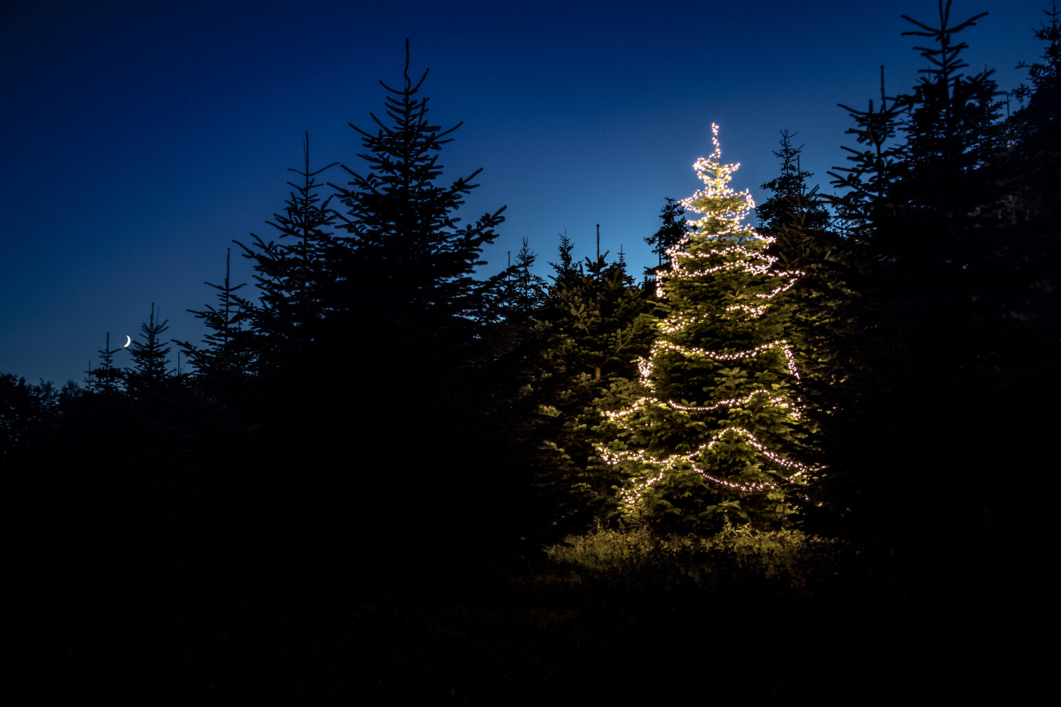 Meine Tanne Weihnachtsbaum online kaufen